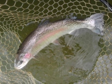 大安トラウトレイク 釣果